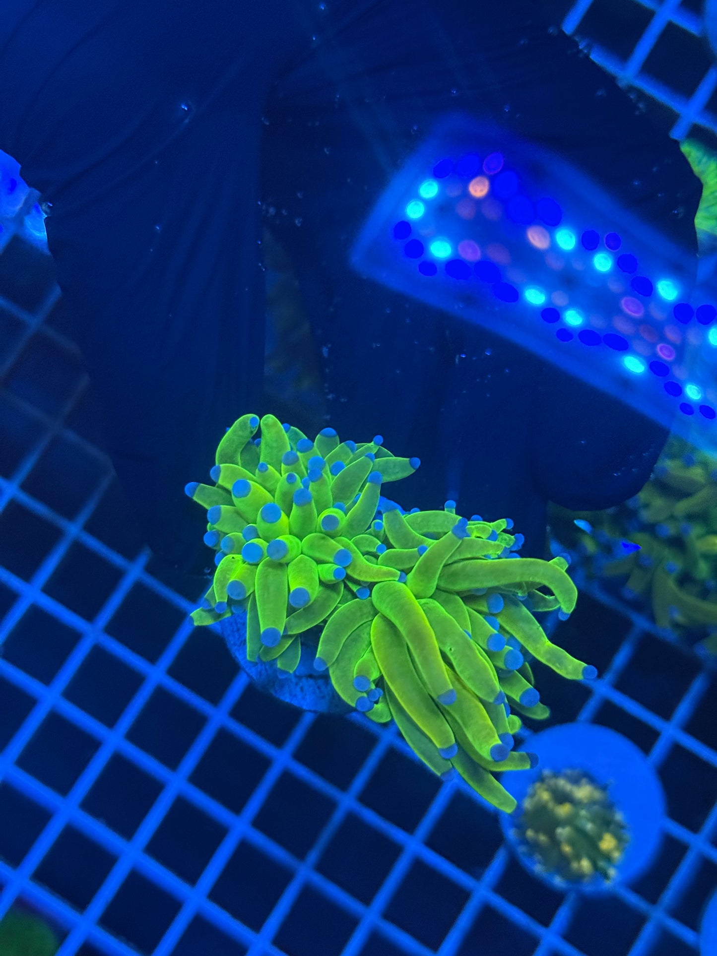 (WYSIWYG) Holy Grail Torch A4 (Splitting)