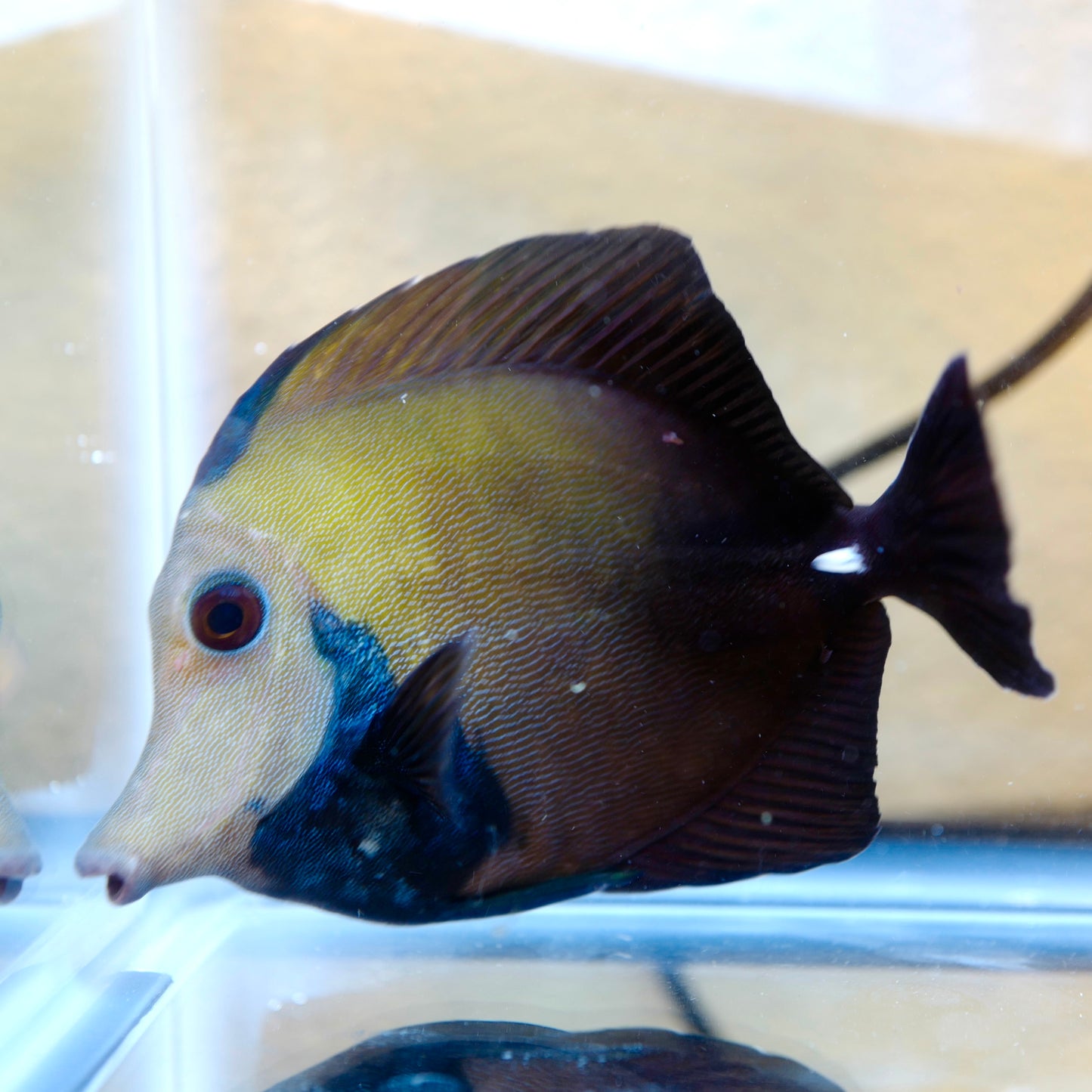 (WYSIWYG) Blueface Koi Tang B