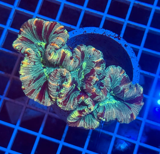 (WYSIWYG) Ultra Rainbow Trachy B2