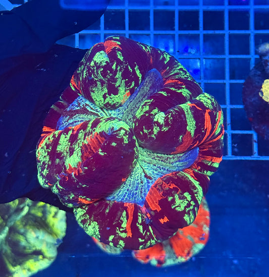 (WYSIWYG) Joker Trachy A3