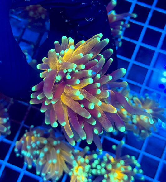 (WYSIWYG) Tiger-Type Torch A4 (2 Heads)