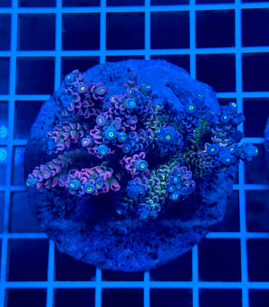 (WYSIWYG) Man-Grafted Acropora Colony T2D4