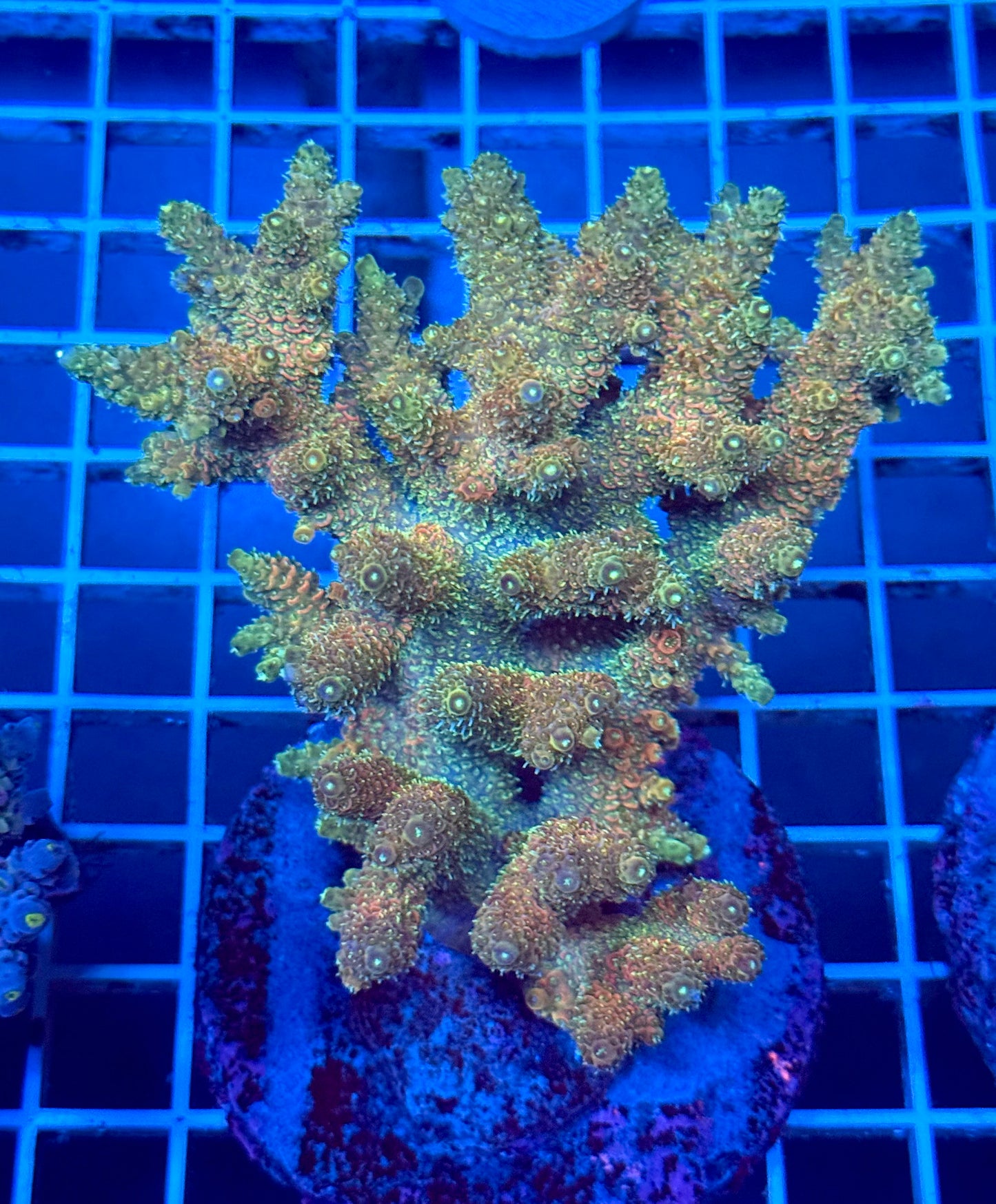 (WYSIWYG) Acropora Colony T2A8
