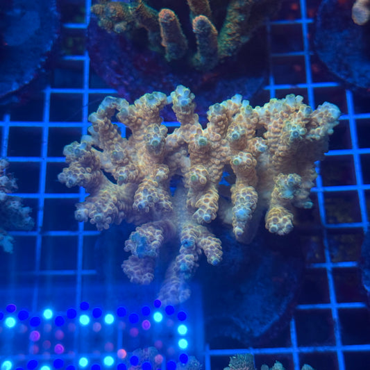 (WYSIWYG) Acropora Colony T3J5