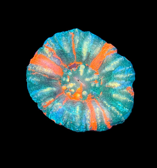 (WYSIWYG) Ultra Scolymia A3
