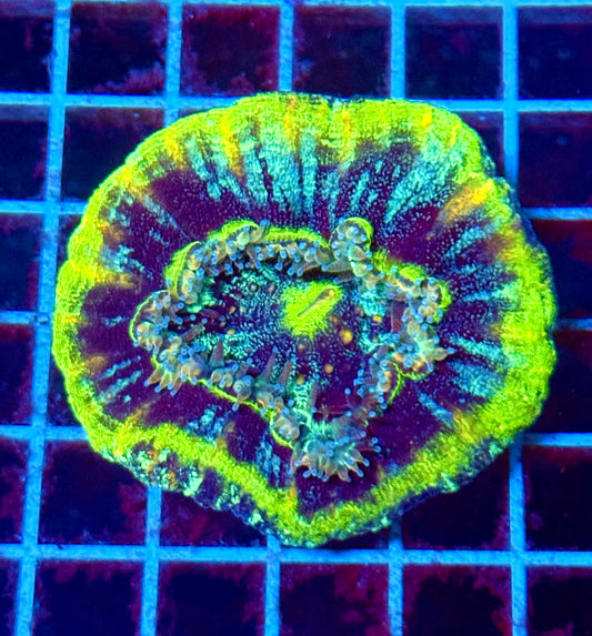 (WYSIWYG) Ultra Glitter UFO Scolymia
