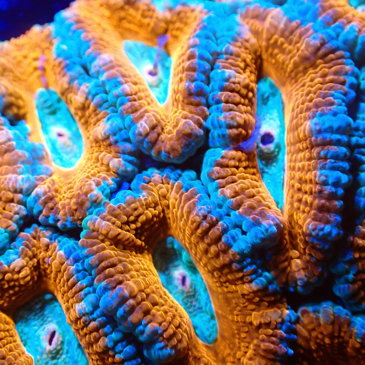 Fire and Ice Acan Frag