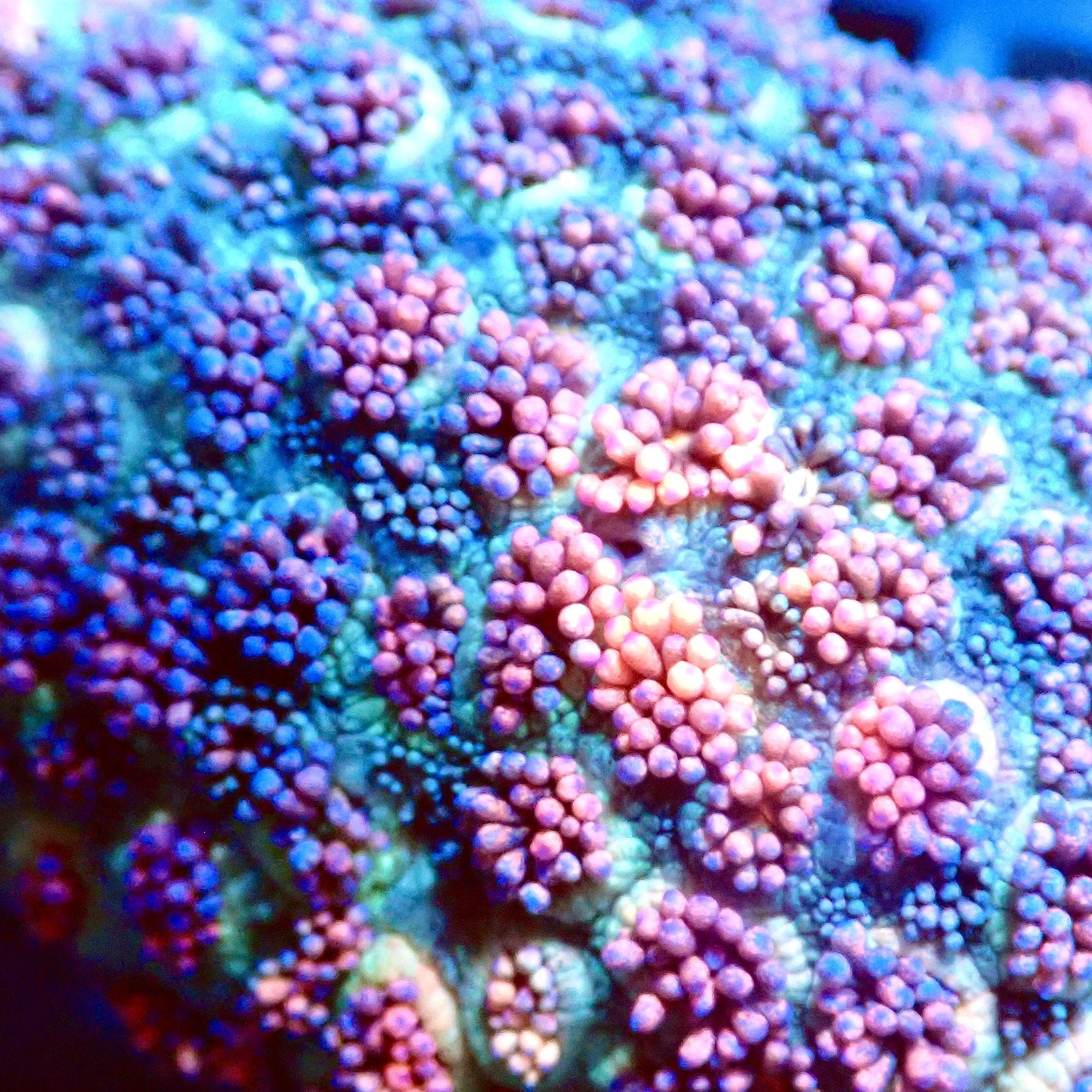 Fire and Ice Goni close-up