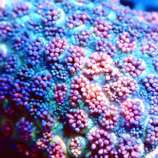 Fire and Ice Goni close-up