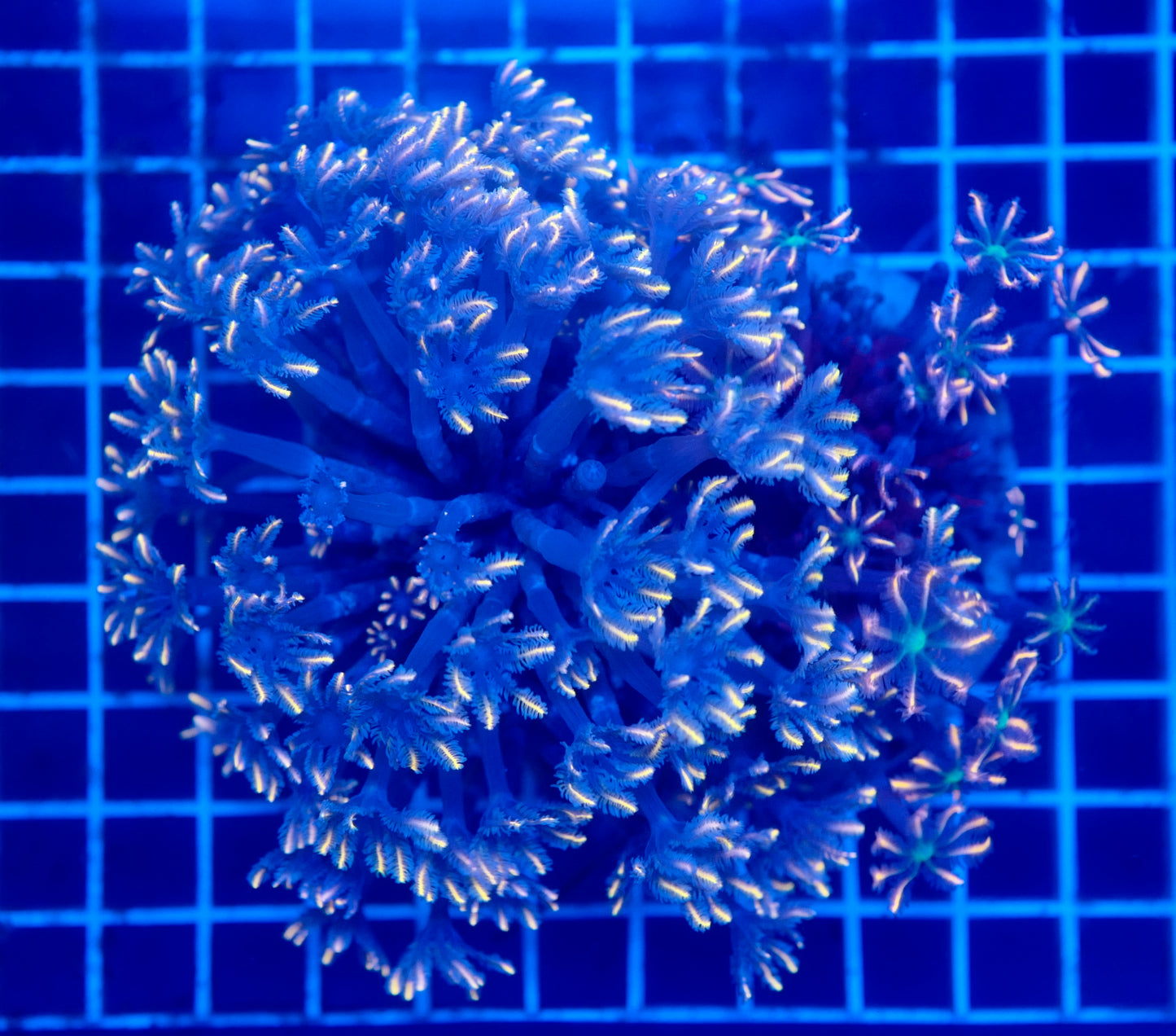 (WYSIWYG) Firework Clove XXL Colony