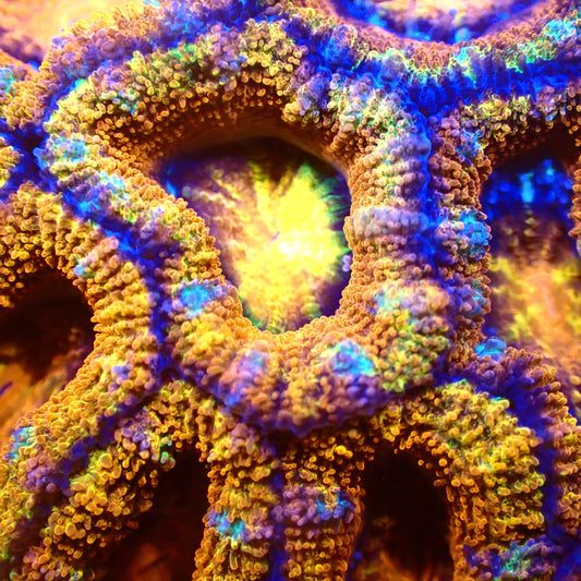 Flamethrower Acan Frag