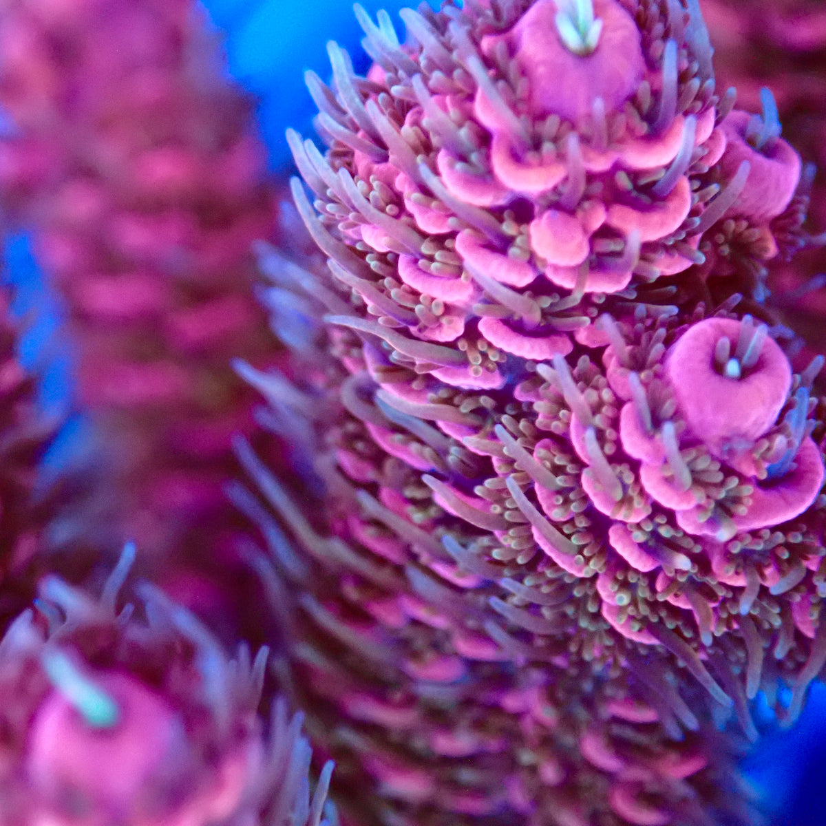 UWA Flamethrower Mille mother colony macro