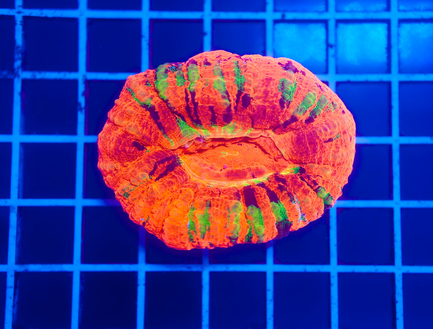 Ultra Reverse Master Scolymia (~3")