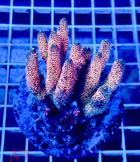 (WYSIWYG) Acropora Colony T1A7
