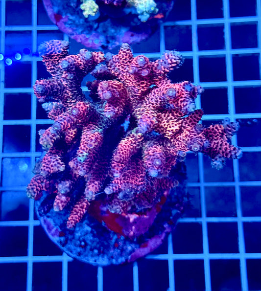 (WYSIWYG) Acropora Colony T2D10