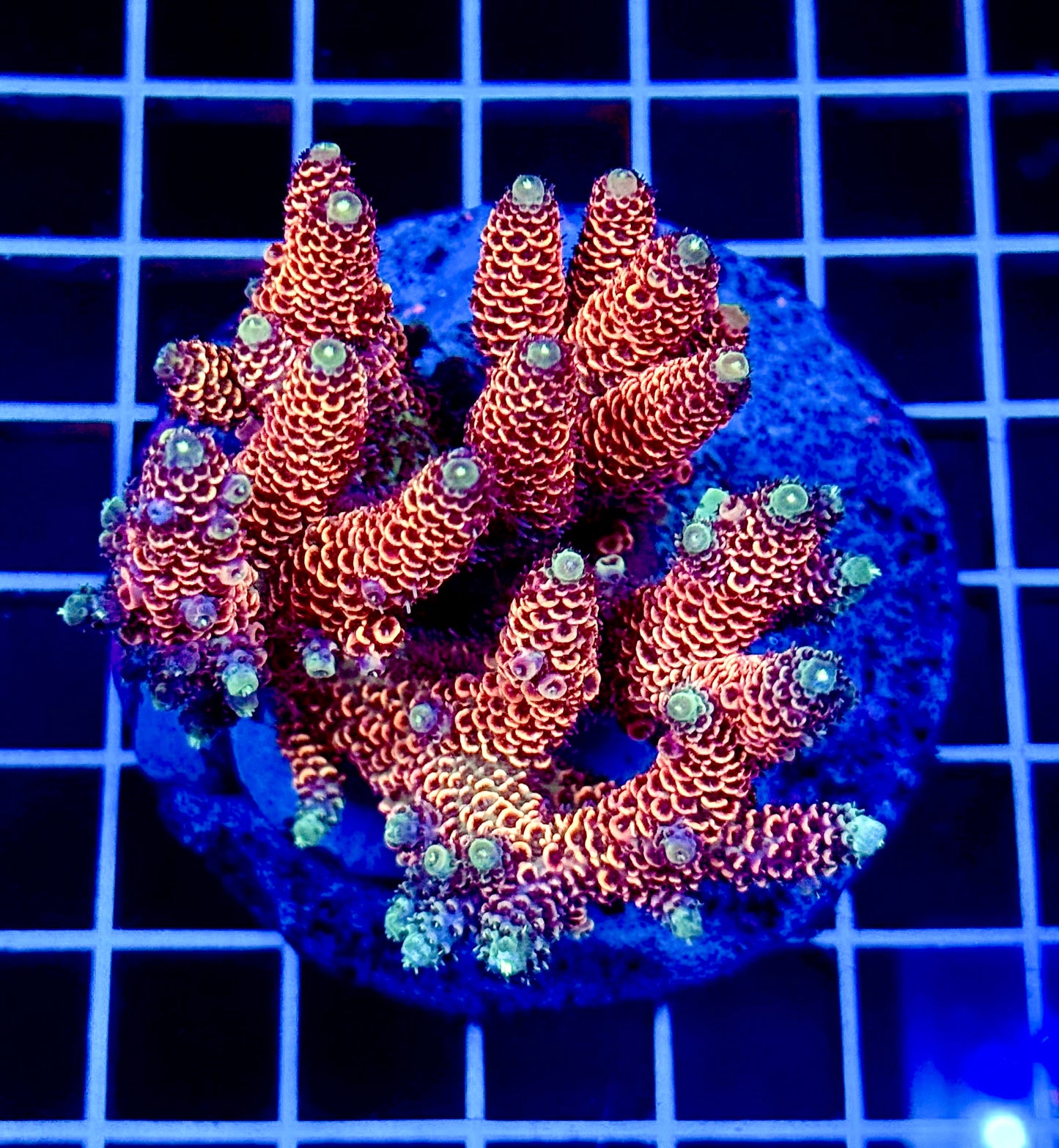 (WYSIWYG) Acropora Colony T1C4
