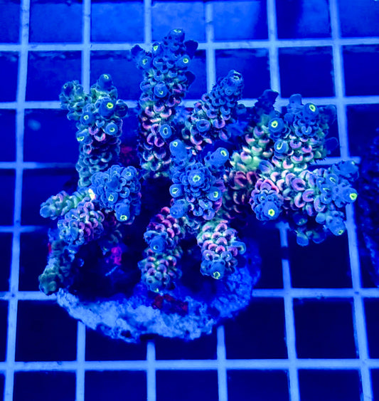 (WYSIWYG) Acropora Colony T2A7