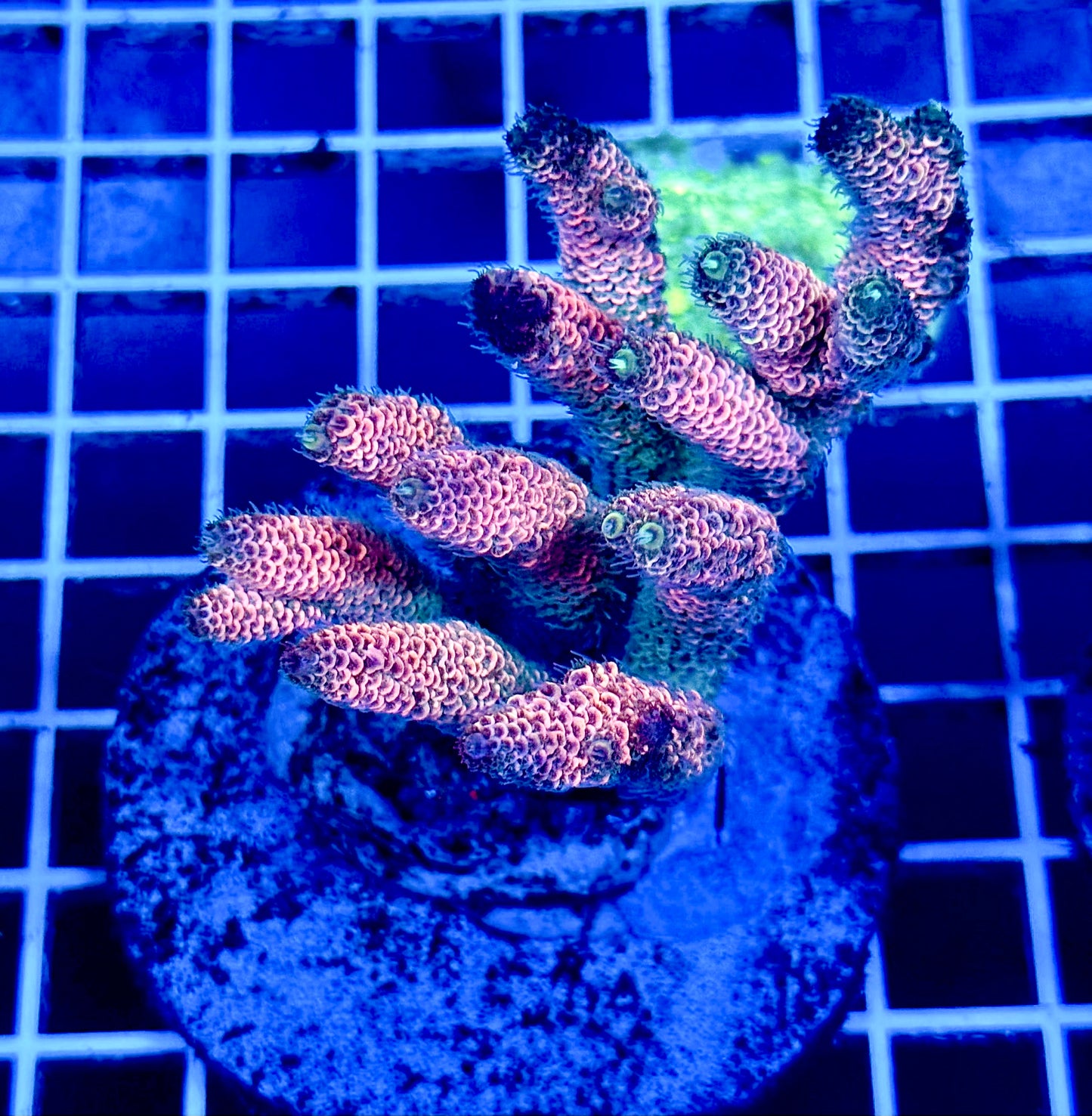 (WYSIWYG) Acropora Colony T2A4