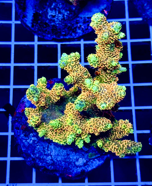 (WYSIWYG) Acropora Colony T2B8