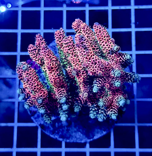 (WYSIWYG) Acropora Colony T2D9