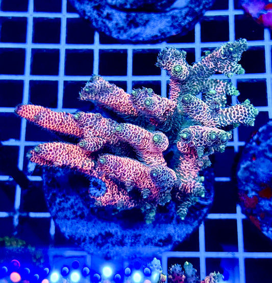 (WYSIWYG) Acropora Colony T2B1