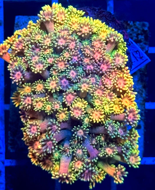 (WYSIWYG) Rainbow Goni Colony R2T1A1