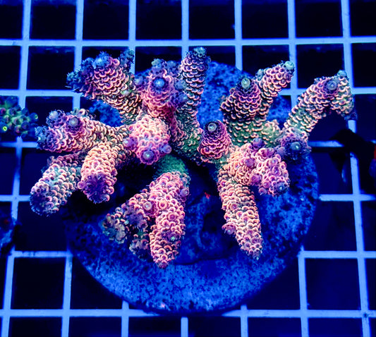 (WYSIWYG) Acropora Colony T2B7