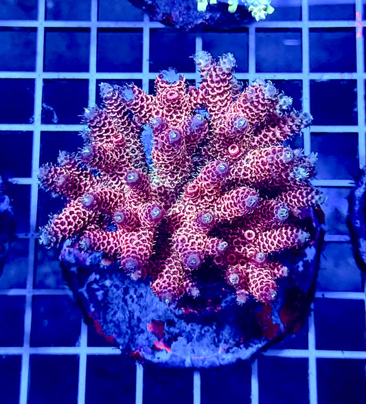 (WYSIWYG) Acropora Colony T2D7