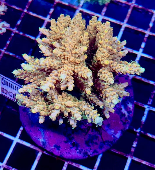 (WYSIWYG) Acropora Colony R1T2A4