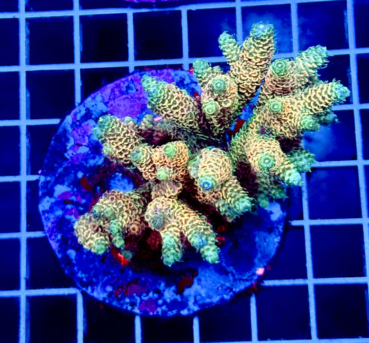 (WYSIWYG) Acropora Colony T1E5