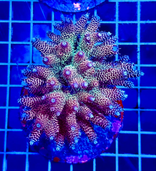 (WYSIWYG) Acropora Colony T1E1