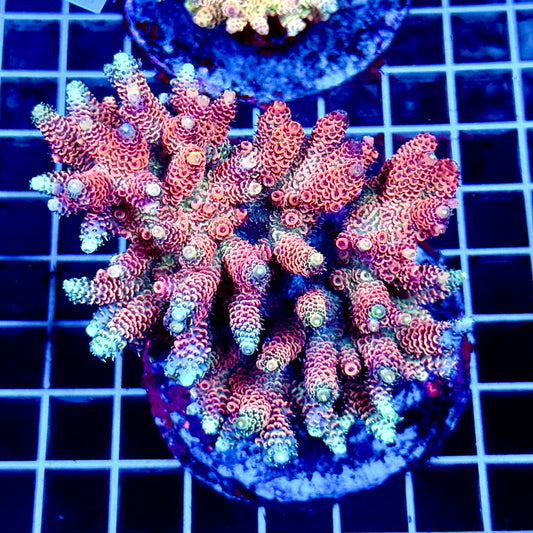 (WYSIWYG) Acropora Colony T1B4