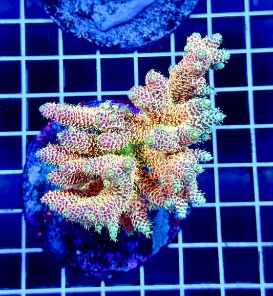 (WYSIWYG) Acropora Colony T1E3