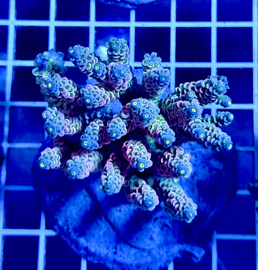 (WYSIWYG) Acropora Colony T2D2