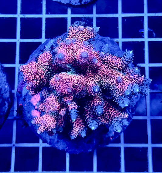 (WYSIWYG) Acropora Colony T2D6