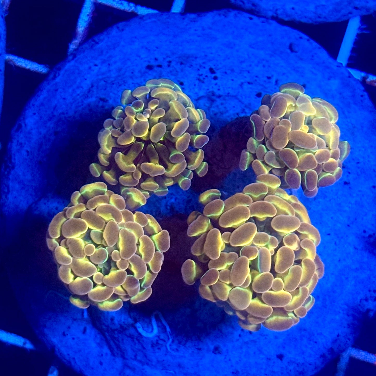 (WYSIWYG) Hologram Branch Hammer Colony A4