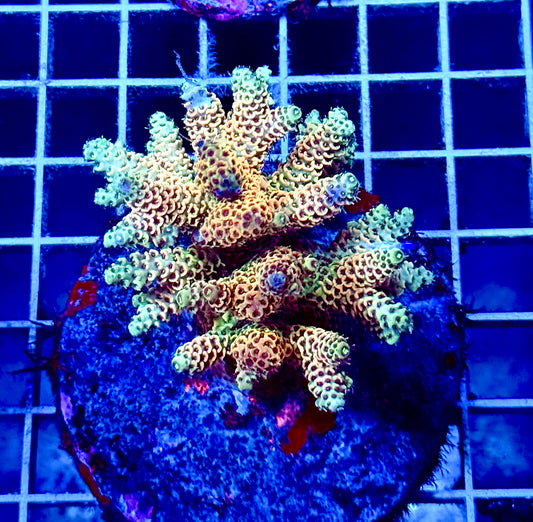 (WYSIWYG) Acropora Colony T1D6