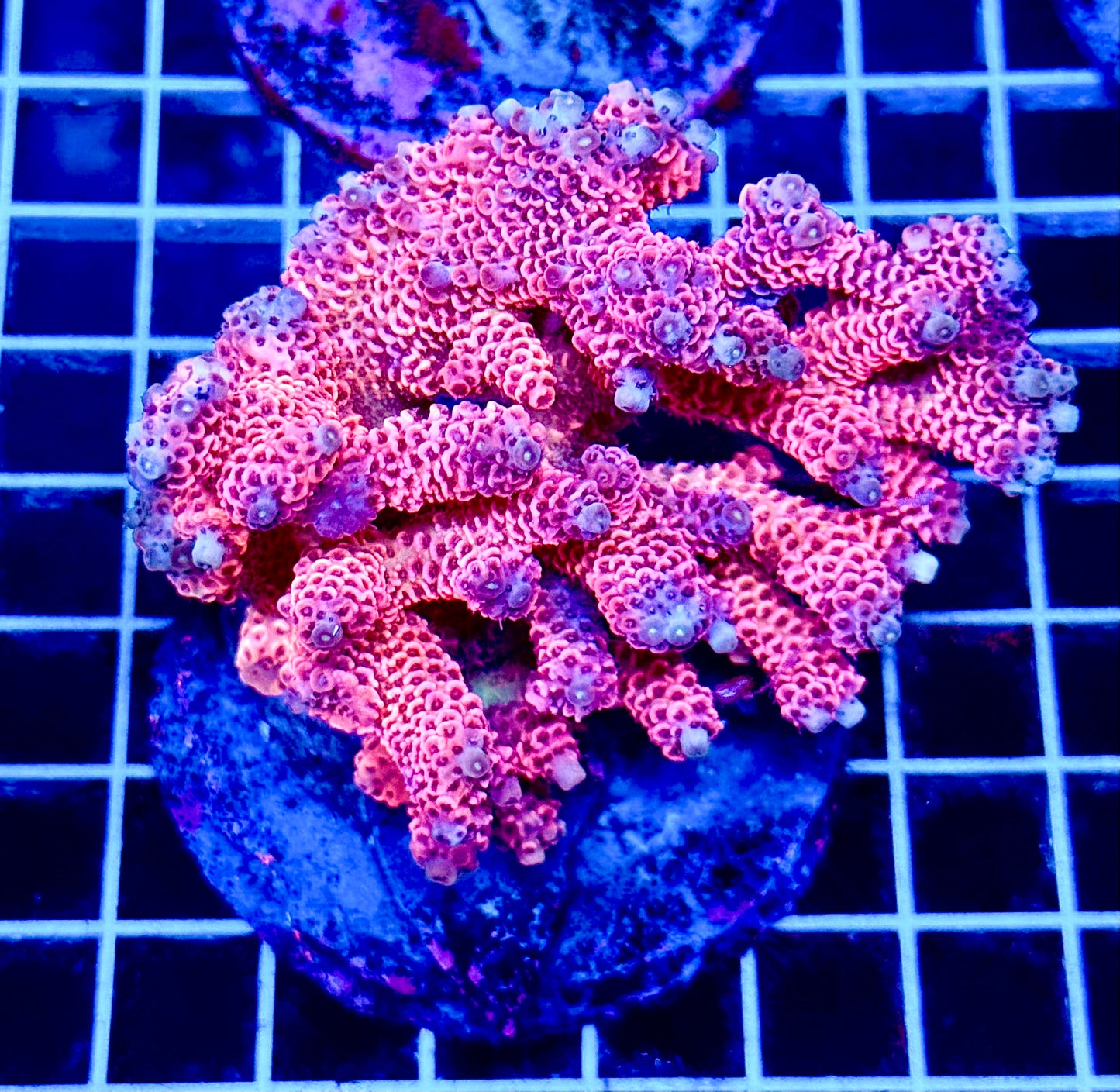 (WYSIWYG) Acropora Colony T1B6