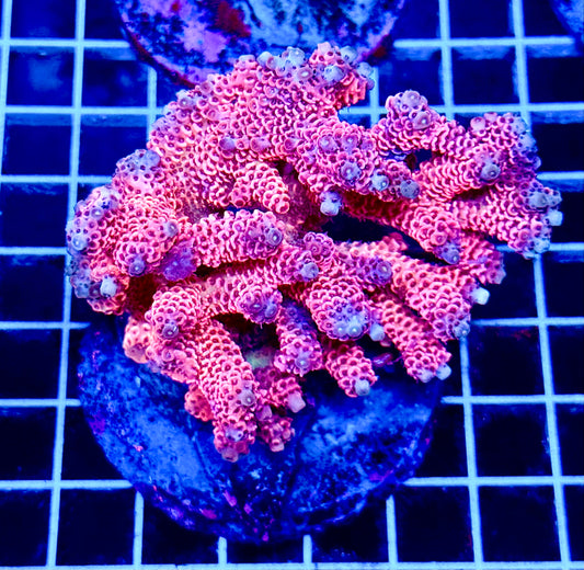 (WYSIWYG) Acropora Colony T1B6