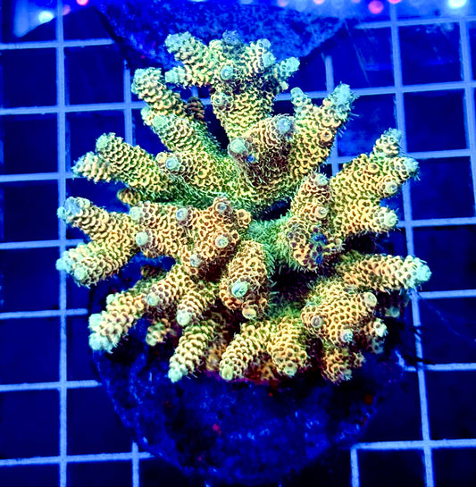 (WYSIWYG) Acropora Colony T1E6