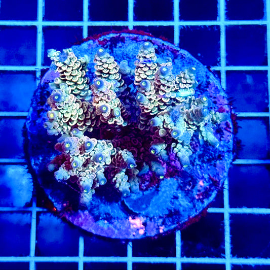 (WYSIWYG) Acropora Colony T1D1