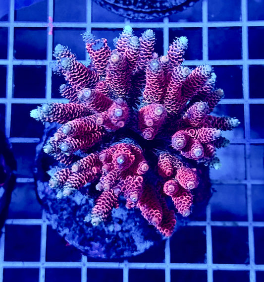 (WYSIWYG) Acropora Colony T2D8