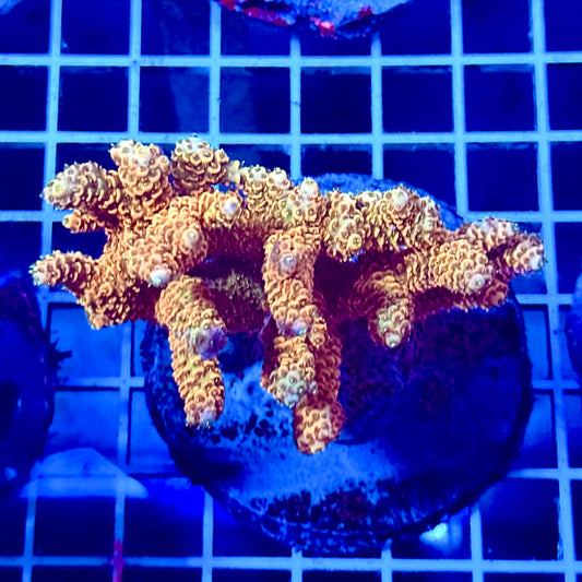 (WYSIWYG) Acropora Colony T2C8