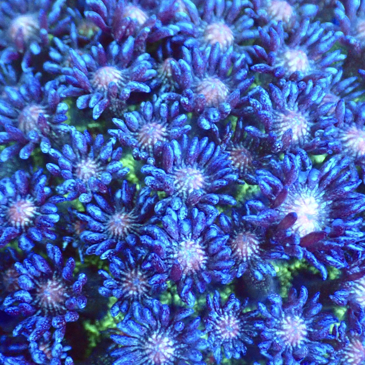 UWA Glitter Bomb Goni Frag mother colony macro