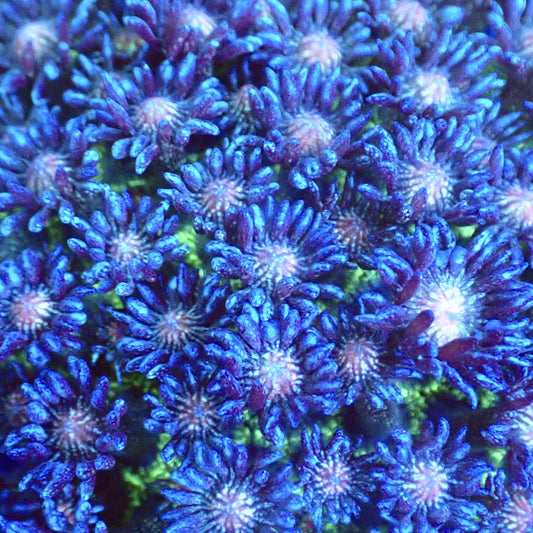UWA Glitter Bomb Goni Frag mother colony macro