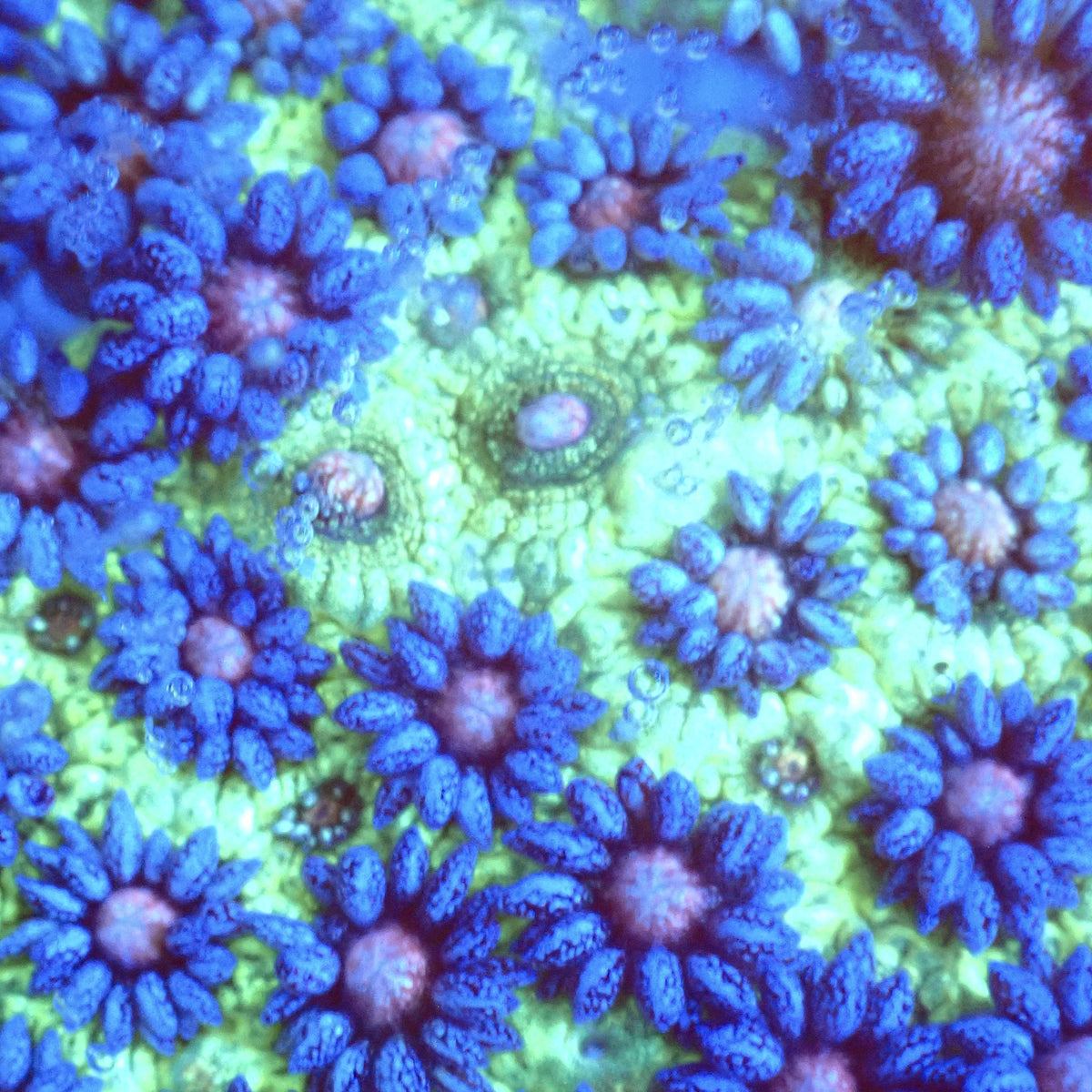UWA Glitter Bomb Goni Frag polyp detail