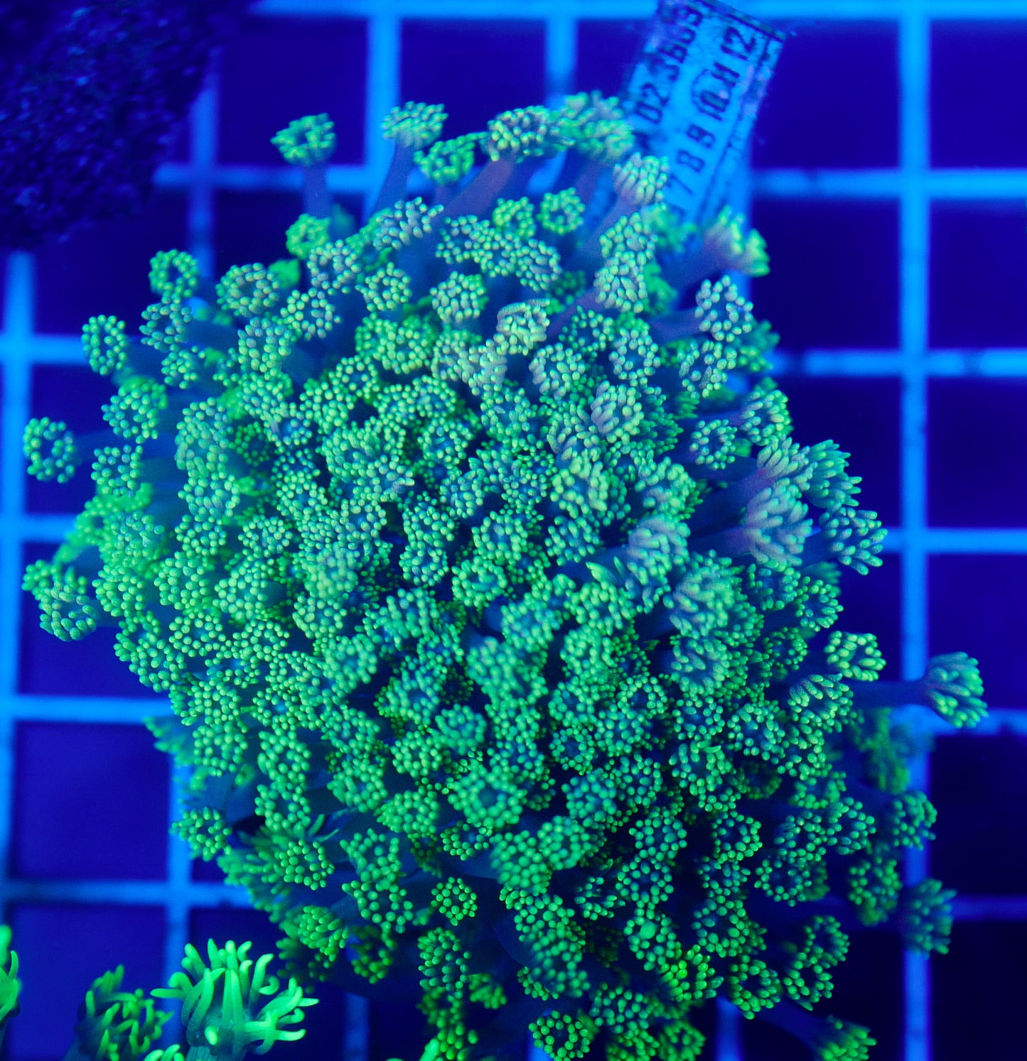 (WYSIWYG) Goni Colony R2T1A0