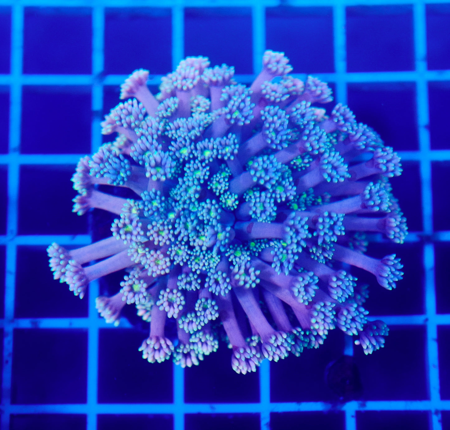 (WYSIWYG) Goni Colony R2T1A1