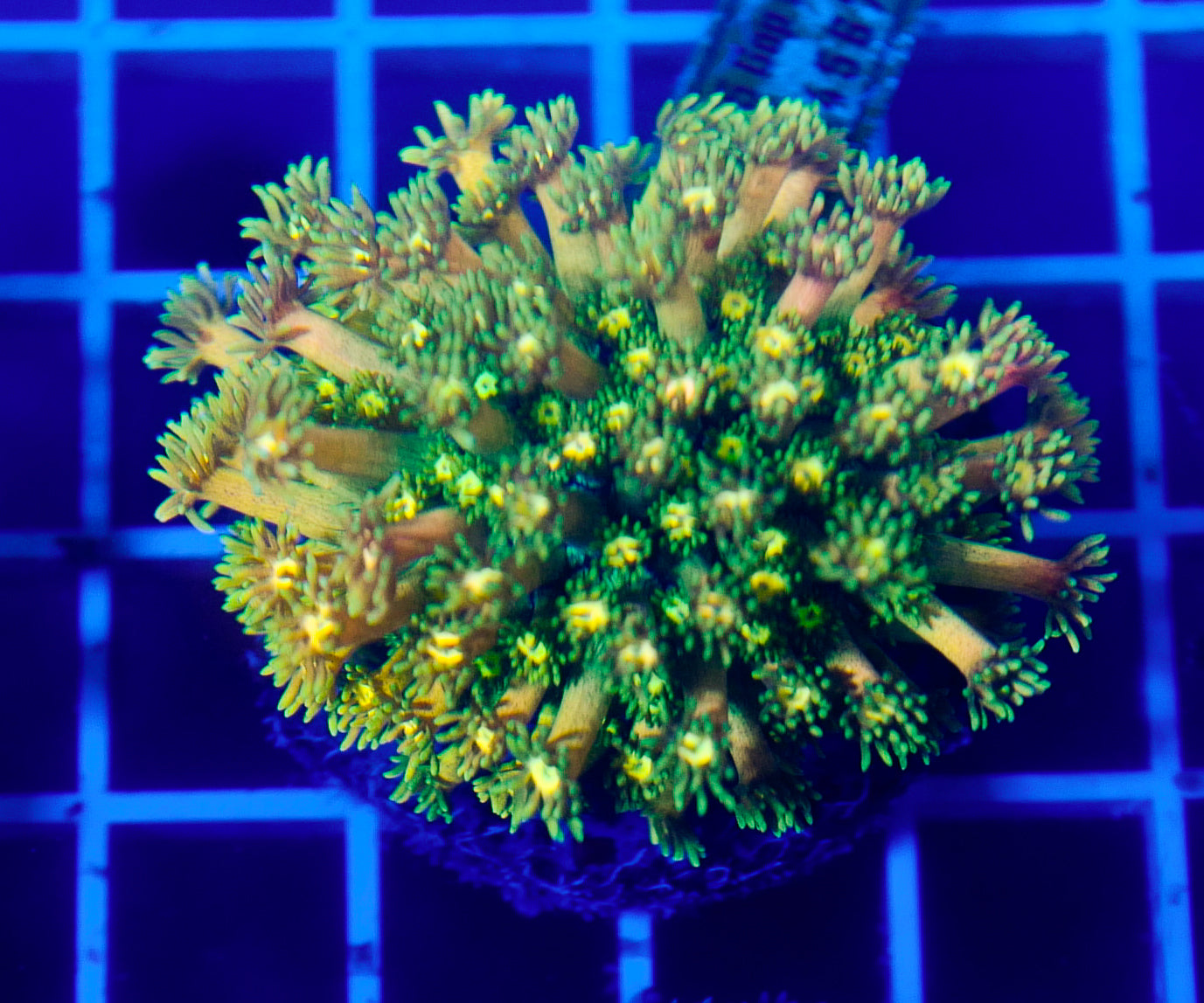 (WYSIWYG) Goni Colony R2T1A2