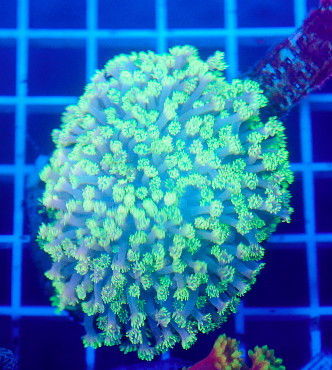 (WYSIWYG) Goni Colony R2T1A3